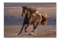  Running Horse On Sunset Sandy Beach 24 po x 36 po : Cadre d'art mural et panneau de tissu