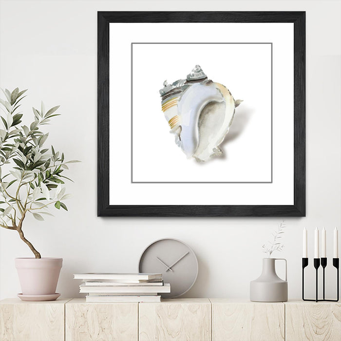 Œuvre d’art murale encadrée noire et mate « Seafoam Shell » 36 x 36