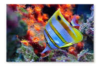  Marine Tropical Fish 24 po x 36 po : Cadre d'art mural et panneau de tissu