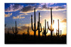  Saguaro National Park 24 po x 36 po : Cadre d'art mural et panneau de tissu
