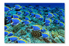  Surgeonfish 16 po x 24 po : Cadre d'art mural et panneau de tissu