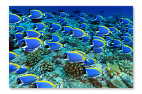  Surgeonfish 16 po x 24 po : Cadre d'art mural et panneau de tissu