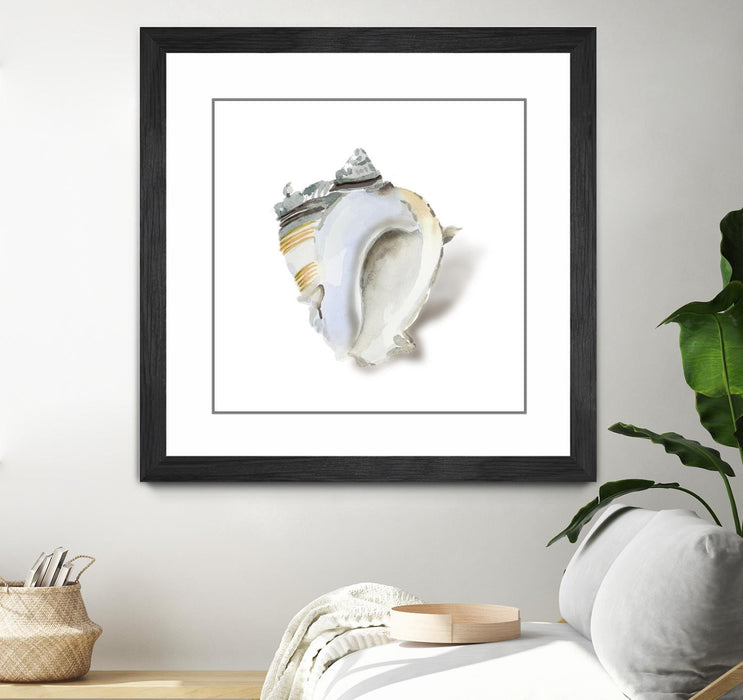 Œuvre d’art murale encadrée noire et mate « Seafoam Shell » 36 x 36