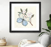 "In The Garden Butterfly" Matted and Framed Black 36x36 Wall Art