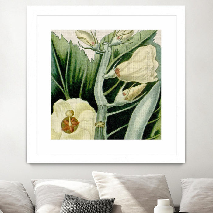Œuvre d’art murale encadrée blanche et mate « Cropped Turpin Tropicals Iii » 30 x 30