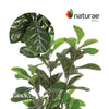 Artificial 57" Fiddle Leaf Indoor & Outdoor In Black Pot 
