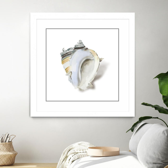 Œuvre d’art murale encadrée blanche et mate « Seafoam Shell » 30 x 30