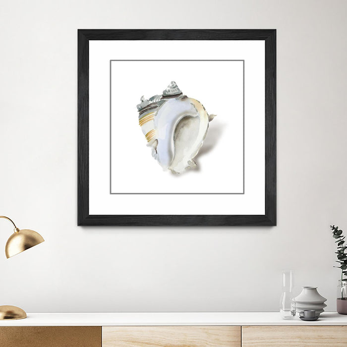 Œuvre d’art murale encadrée noire et mate « Seafoam Shell » 36 x 36
