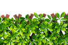 PVC Expandable Trellis 36"x 72" Schefflera Leaves 