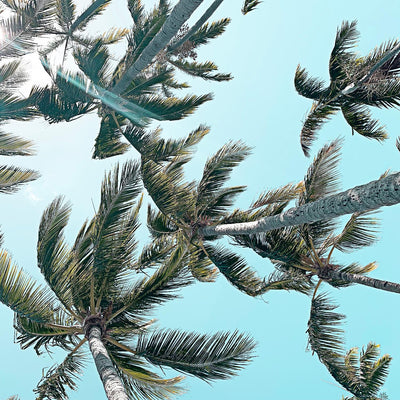 "Palm 03" Giant Art 72x72 Wall Art