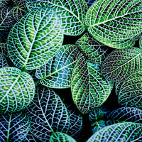 Œuvre d’art murale Giant Art « Leaf Viii » 54 x 54