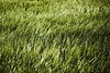 Œuvre d’art murale Giant Art « Grass Ii » 84 x 54