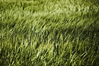 Œuvre d’art murale Giant Art « Grass Ii » 84 x 54