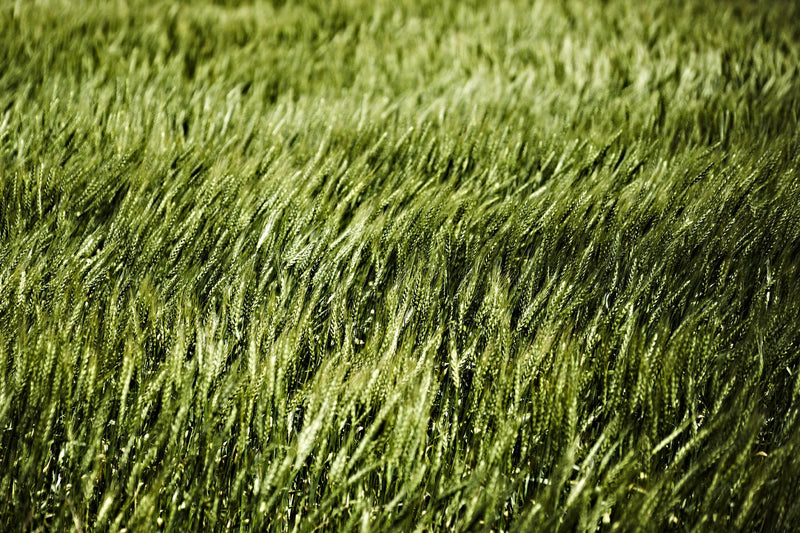 Œuvre d’art murale Giant Art « Grass Ii » 84 x 54
