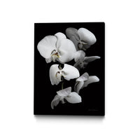 Œuvre d'art murale sur toile encadrée noire « White Orchid Iii » 30 x 40