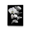 "White Orchid Iii" Canvas Framed Black 24x32 Wall Art