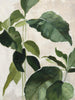"Tropical Study Ii" Giant Art 72x54 Wall Art
