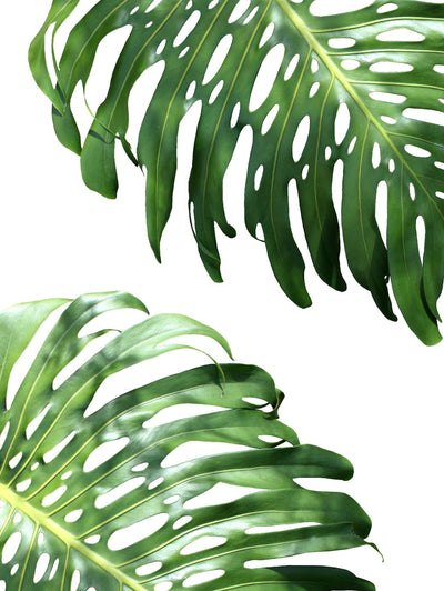 "Double Philodendron (color)" Giant Art 72x54 Wall Art