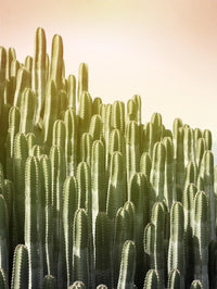 Œuvre d’art murale Giant Art « Pink Sky Cactus » 72 x 54