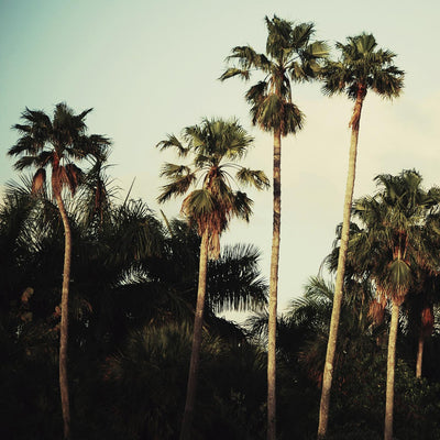 "Beverly Hills I" Giant Art 72x72 Wall Art