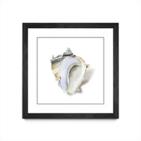 Œuvre d’art murale encadrée noire et mate « Seafoam Shell » 36 x 36