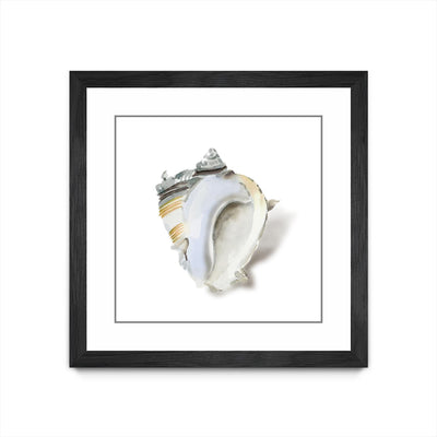 "Seafoam Shell" Matted and Framed Black 36x36 Wall Art