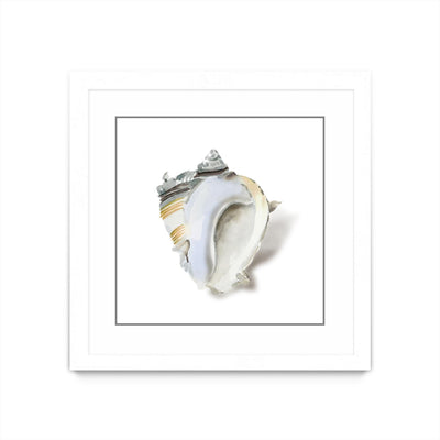 "Seafoam Shell" Matted and Framed White 36x36 Wall Art