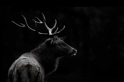 "The Deer Soul" Giant Art 84x54 Wall Art