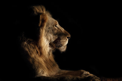 "Royal Meeting In The Night" Giant Art 84x54 Wall Art