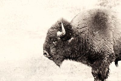 "Buffalo" Giant Art 72x48 Wall Art