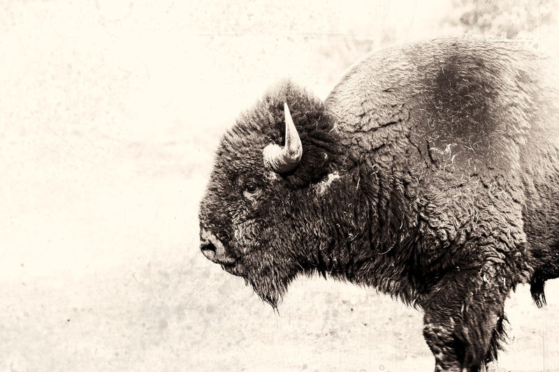 Œuvre d’art murale Giant Art « Buffalo » 72 x 48
