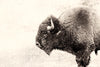 Œuvre d’art murale Giant Art « Buffalo » 84 x 54