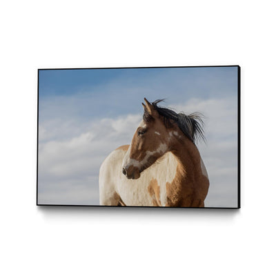 "Horse With Patches" Canvas Framed Black 36x24 Wall Art