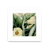 Œuvre d’art murale encadrée blanche et mate « Cropped Turpin Tropicals Iii » 36 x 36