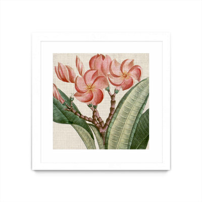 "Cropped Turpin Tropicals Vii" Matted and Framed White 36x36 Wall Art