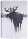 Orignal doré - 32 po x 48 po
